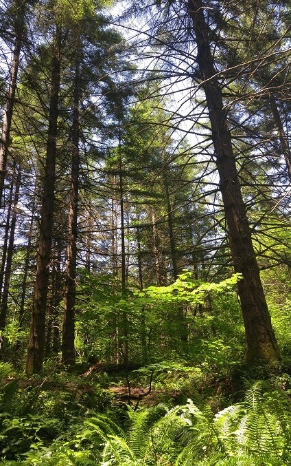 Forest Practices Permits Clark County