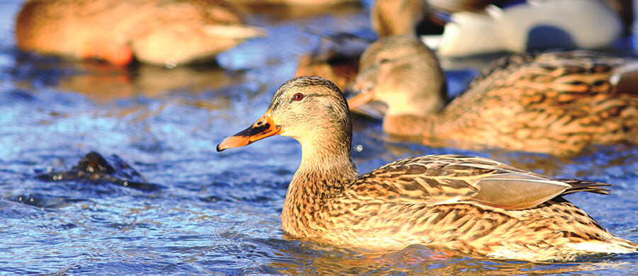 Ducks on lake