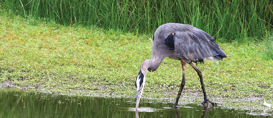 Blue Heron