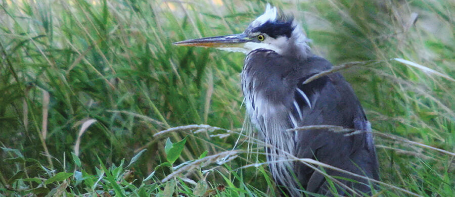 Blue Heron