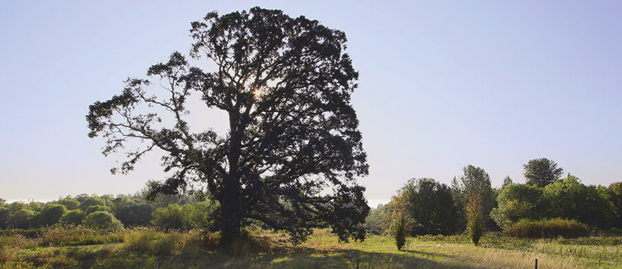 Maple Tree Photo