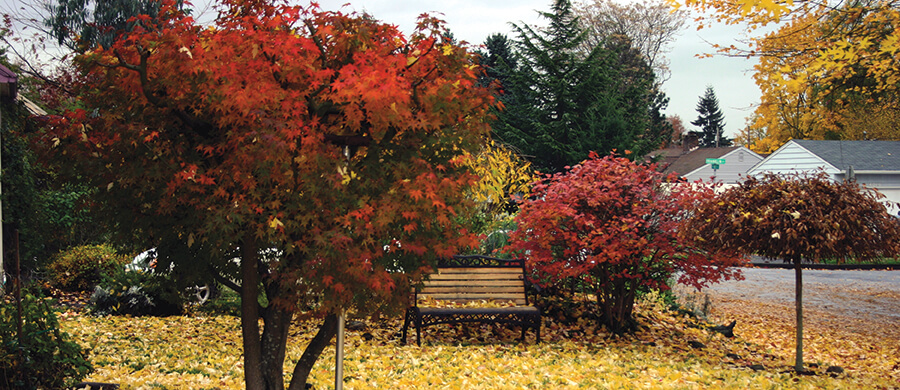 Sifton neighborhood picture of trees.