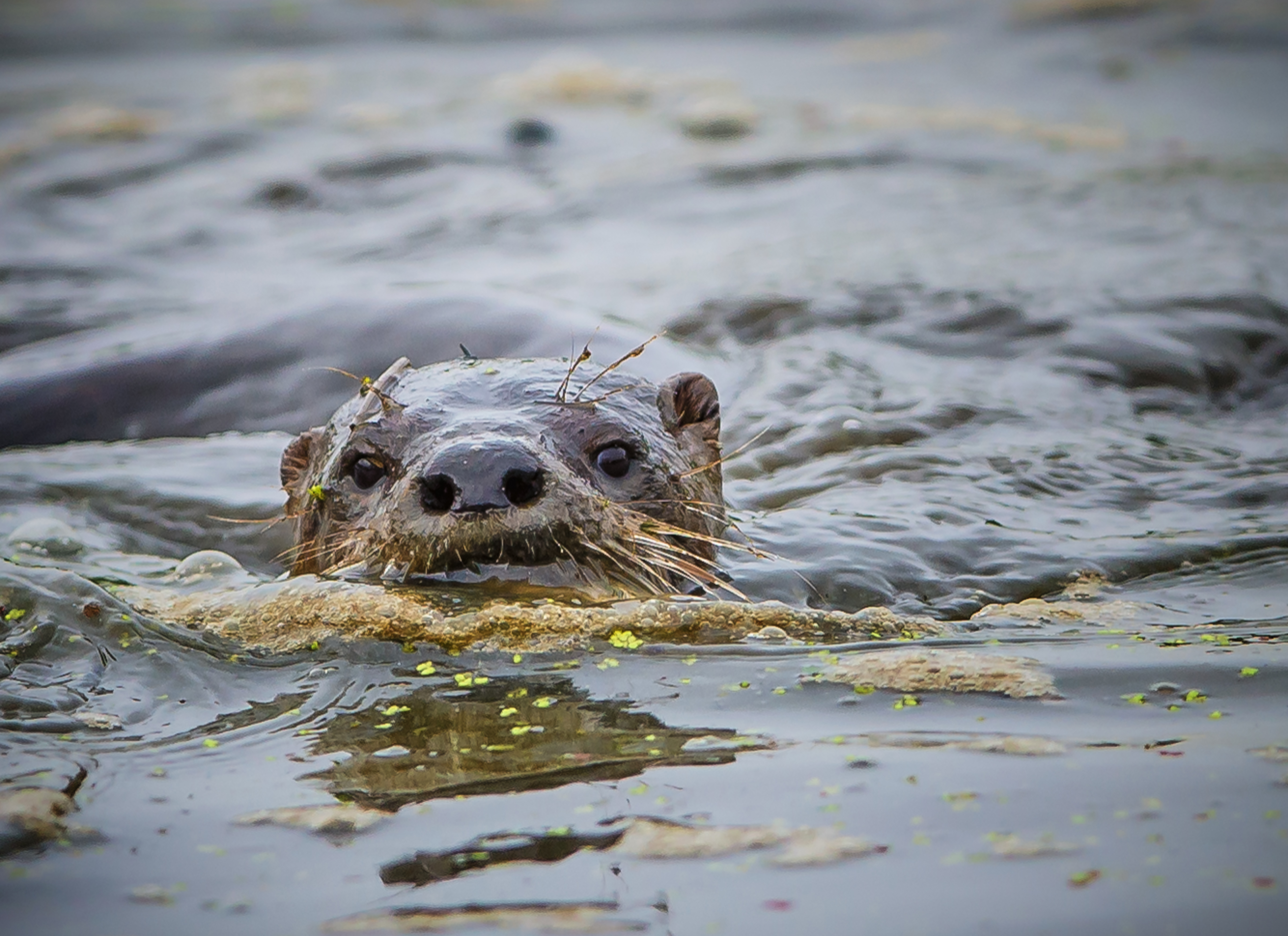 River Otter photo by Gary Davenport