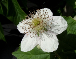 Blackberry flower