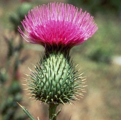 Photo of bull thistle