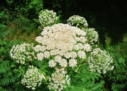 Giant hogweed