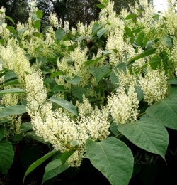 Japanese knotweed