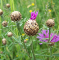 Meadow knapweed