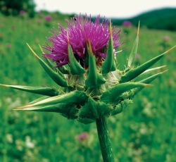 Milk thistle blossom