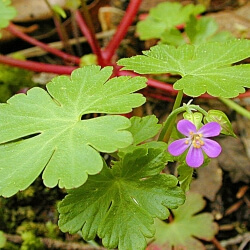 Shiny geranium