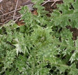 Slenderflower thistle