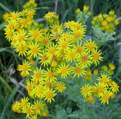 Tansy ragwort