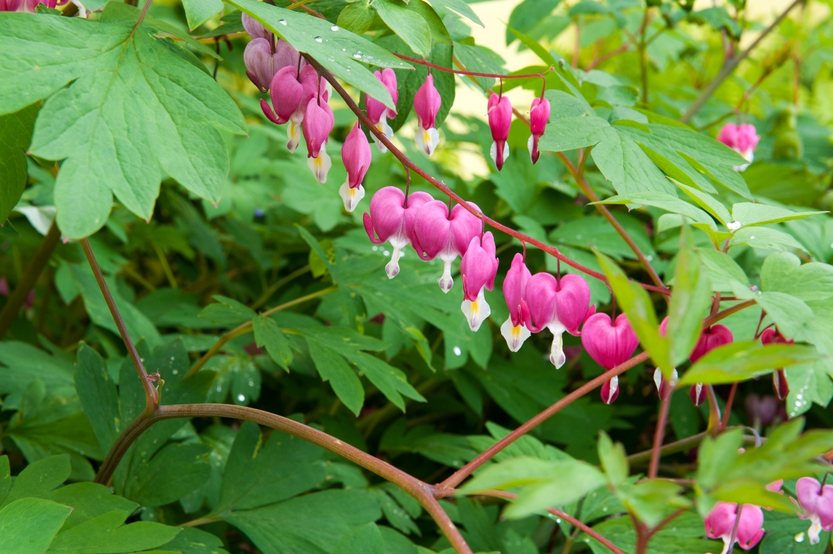Natural Garden Tour