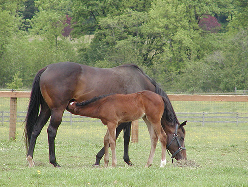 Horse and foal in a grassy field