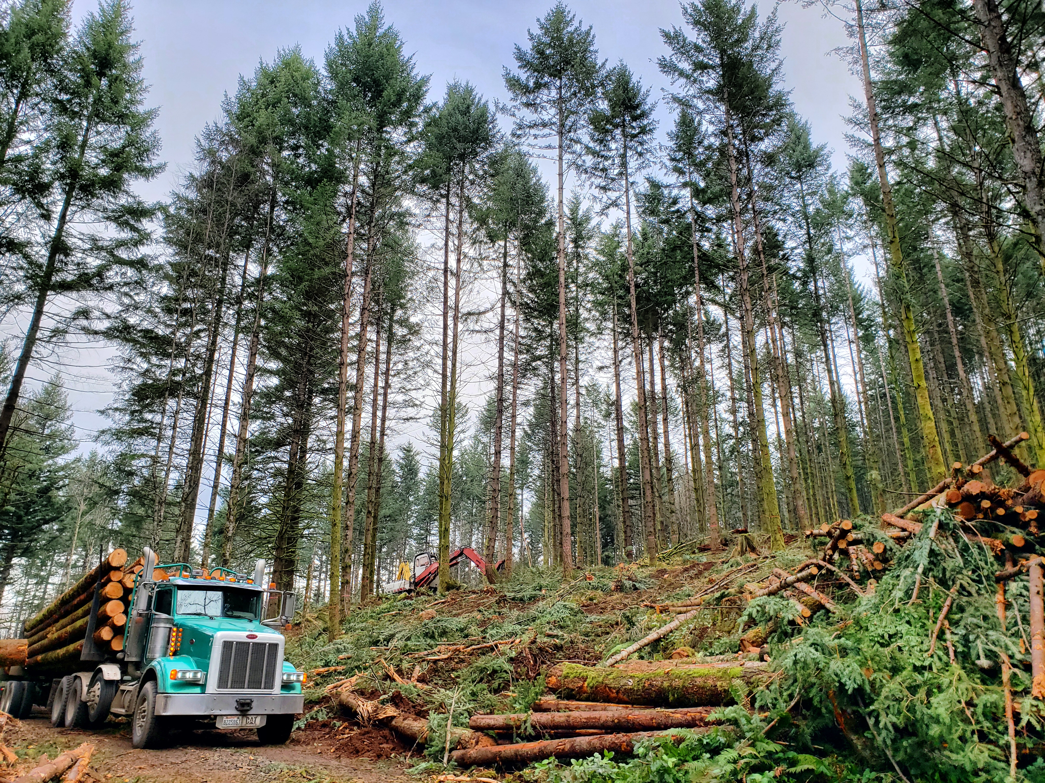PW Forestry Photo 