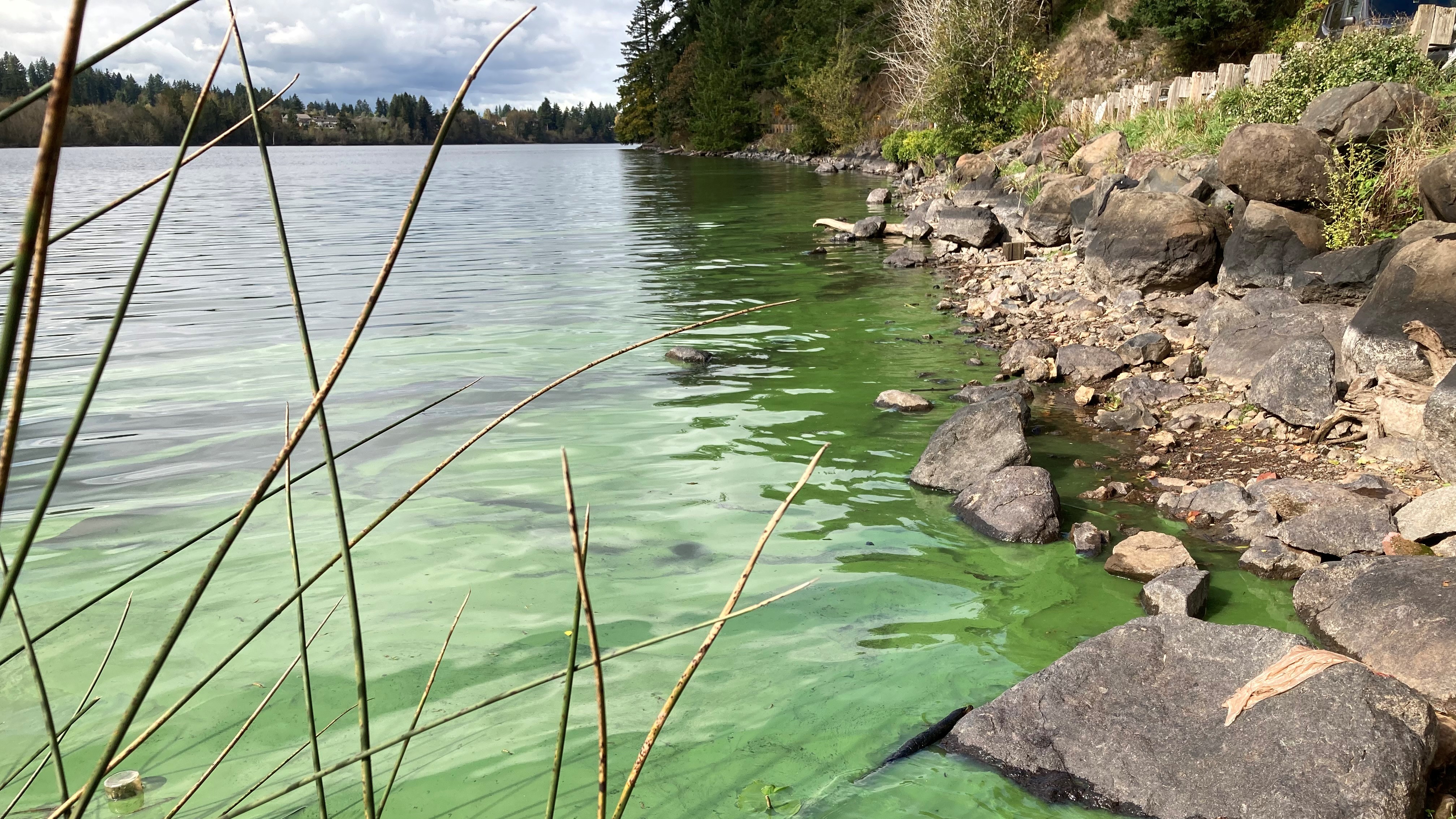 Algae off of Leadbetter Rd 