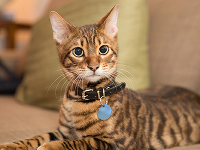 Multi-color domestic house cat sitting on the back of a couch and looking at the camera. Cat is wearing a collar with a Clark County pet license.