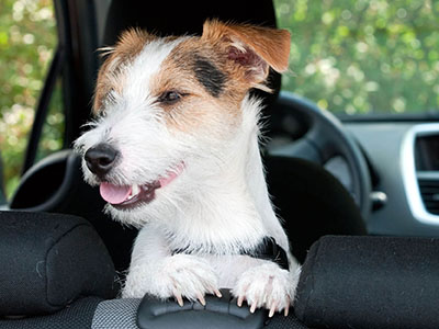 small dog inside a vehicle
