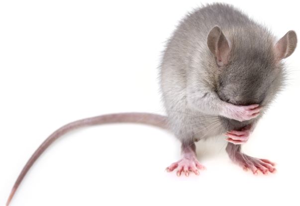 Pest management - mouse