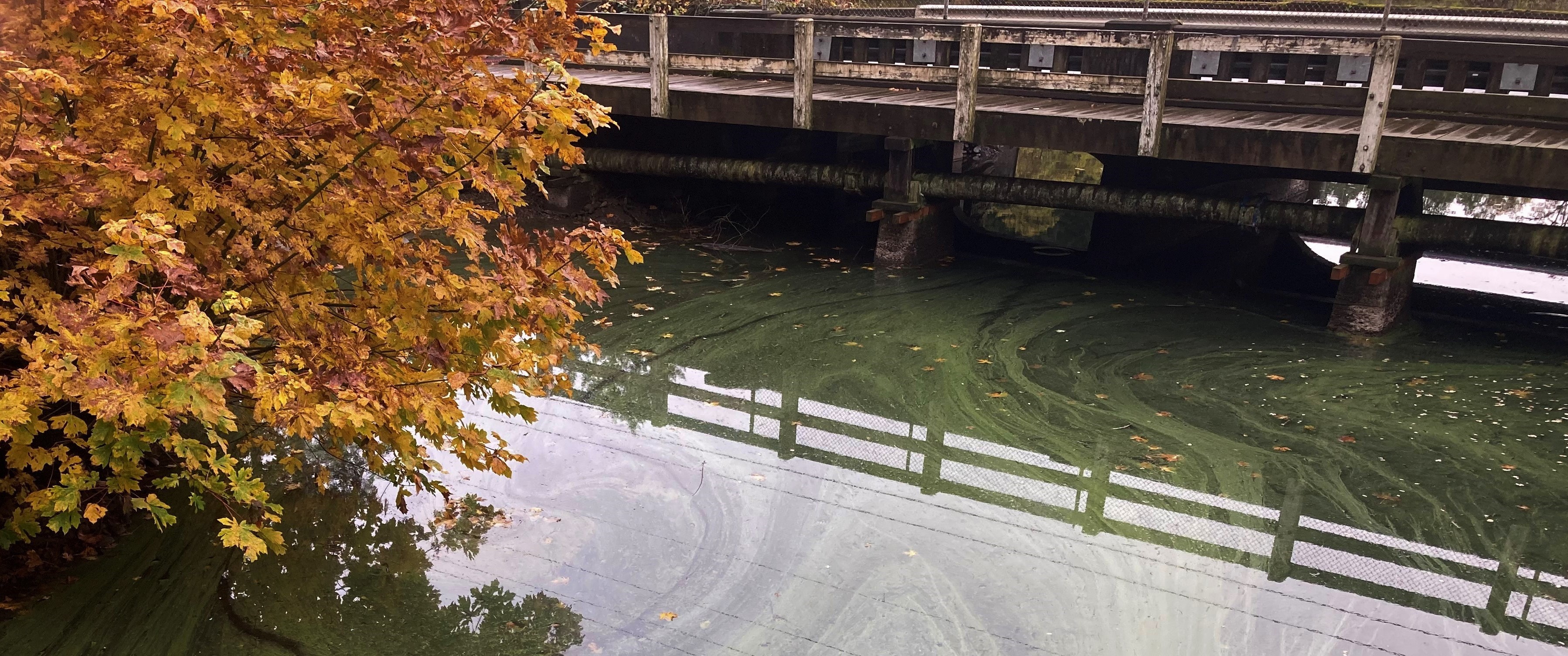 Algae under bridge