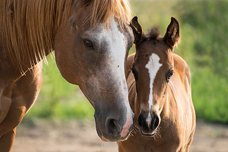 Horses - mare and foal