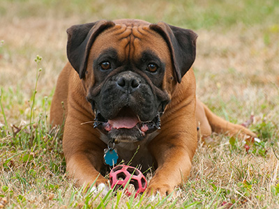 boxer sitting with toy between front paws