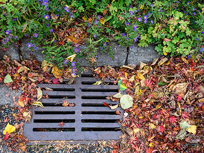Fall leaves crowding storm drain on the street