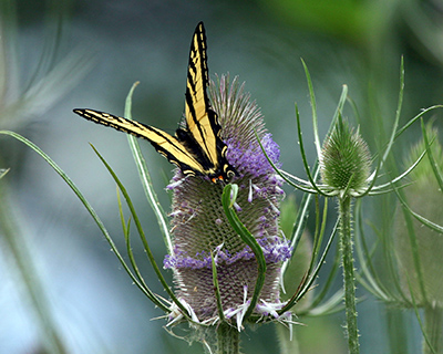 Close-up image of black and yellow butterfly resting on a thistle flower