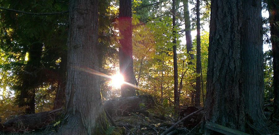 Heavily wooded forest with sun streaming through the tree line.