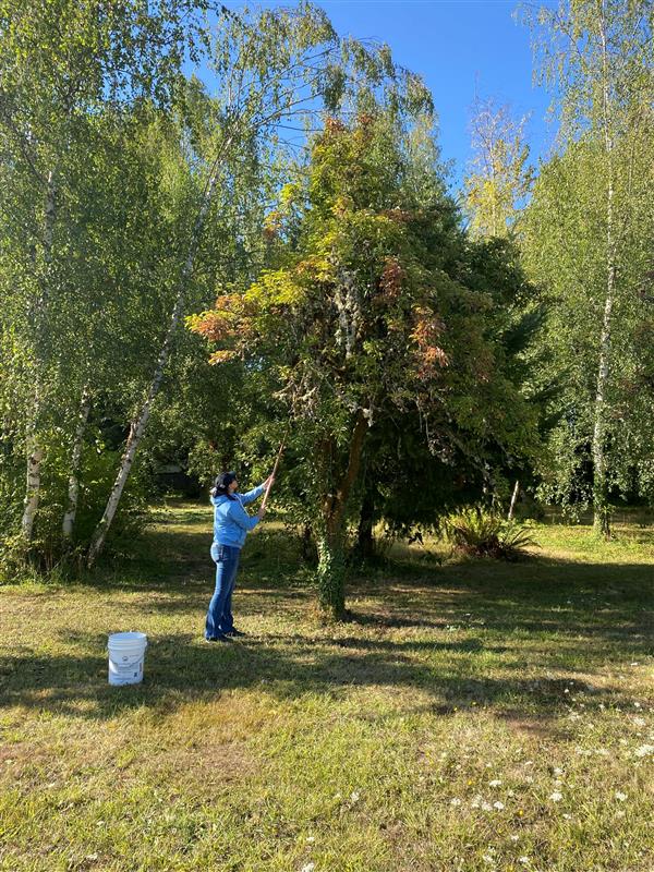 Person with fruit picking pole gleaning pears from tree