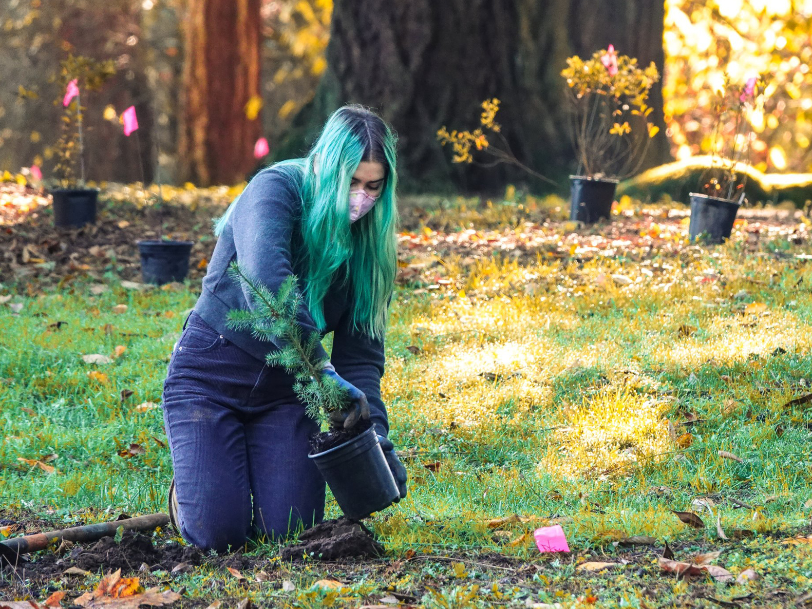 20-something year old woman with long dyed teal hair and wearing work clothes, kneels on the grass preparing to plant a small tree.