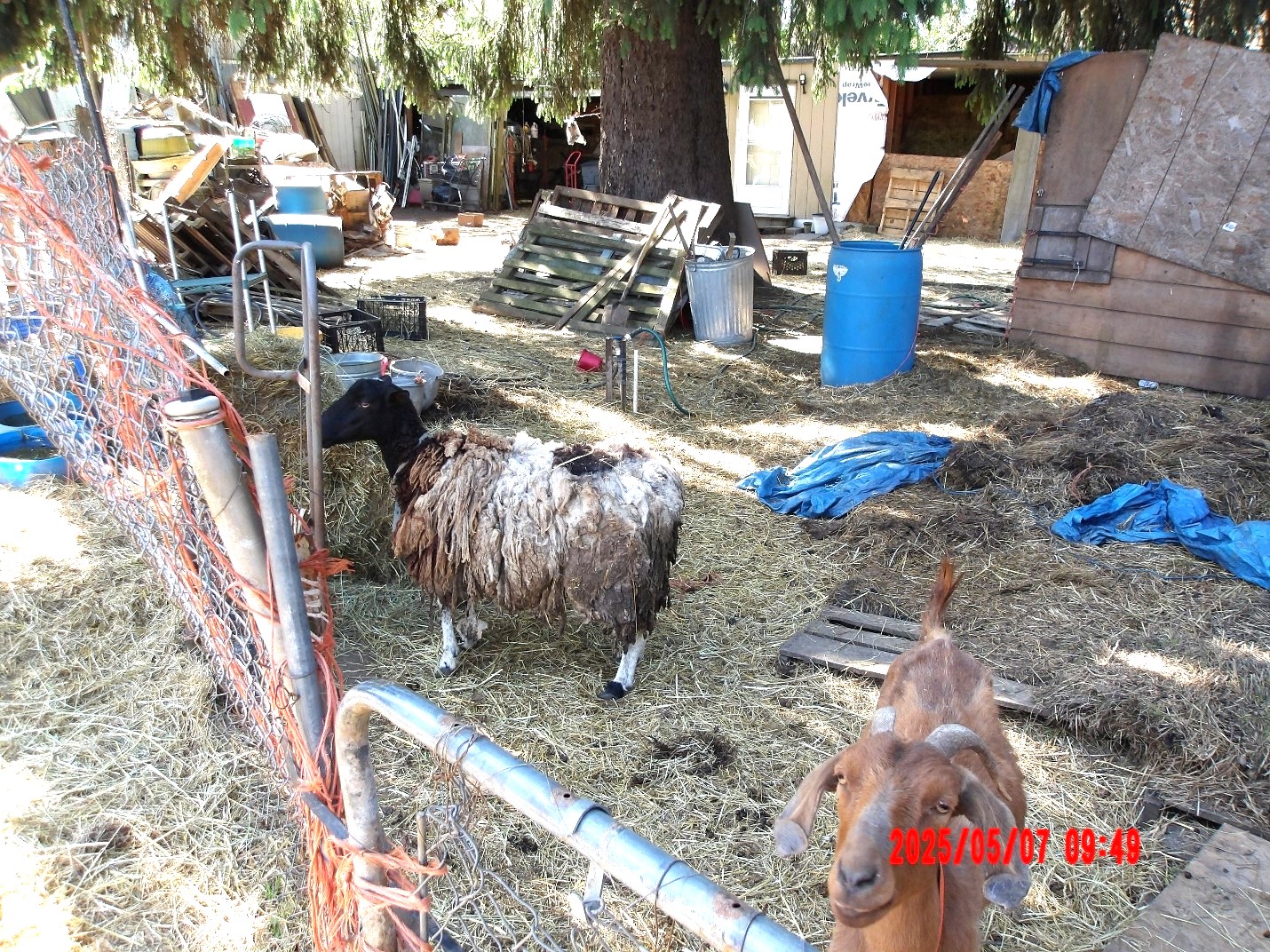 Animal case May 2025 goats