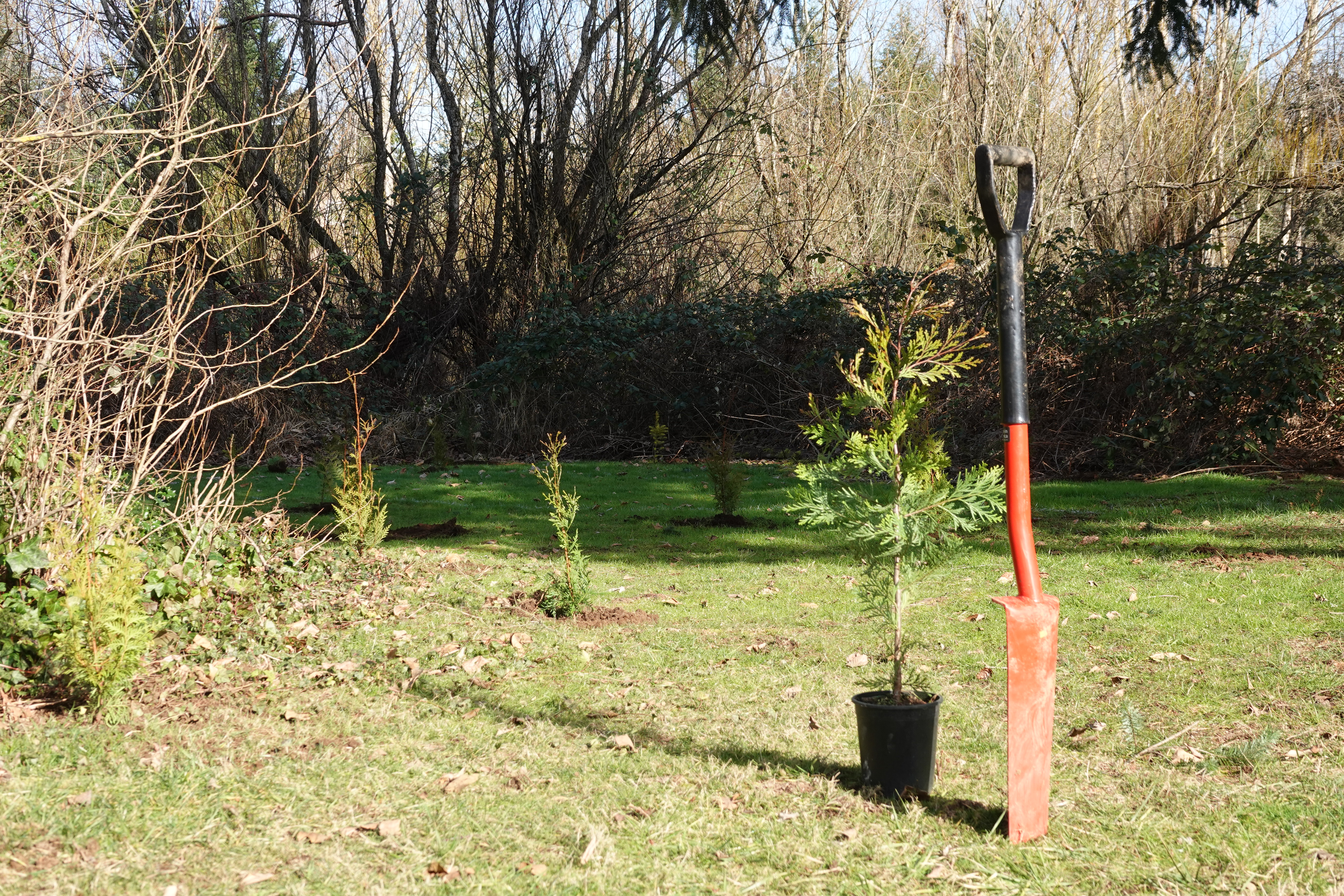 Shovel next to tree