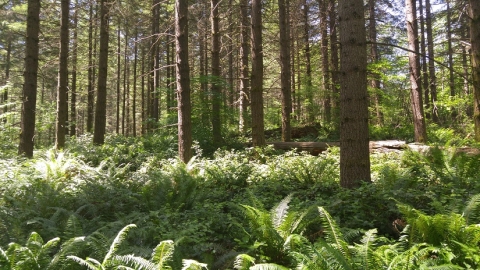 Forest of fir trees with understory of ferns. 