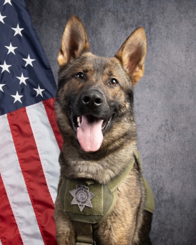 K9 Knox