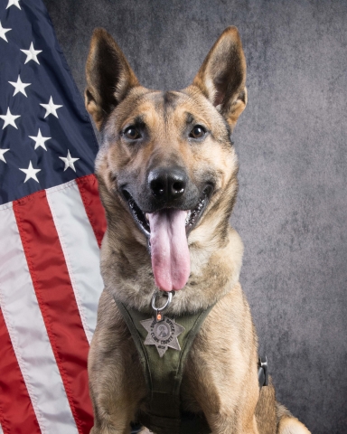 K9 Maddux