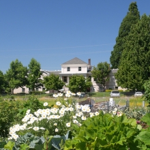 White daisies and garden vegetation is seen in the foreground, with a white farm building in the background, surrounded by coniferous trees.