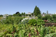 Red-stemmed chard, leafy green plants and white asters grow in a foreground garden. A white building can be seen in the background, among trees. The background includes a clear, blue sky.