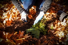 Hands wearing white and blue gardening gloves move dirt around a green fern among a carpet of golden leaves lit by shafts of sunlight.