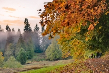 An autumn sunset turns clouds pink behind a stand of evergreen trees shrouded with fog. A maple tree with orange, yellow and green leaves is in the foreground, with people walking away from the camera on a trail seen below and beyond the tree.
